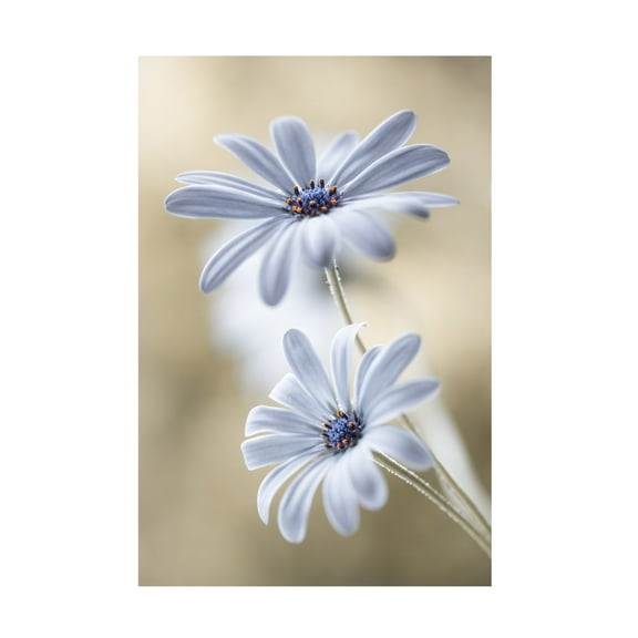 Mandy Disher 'Cape Daisies' Canvas Art