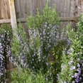 thumbnail image 2 of 6 Blue Rosemary Plants Live, Well Rooted Starter Rosemary 4–7'' Tall, Fragrant Herb for Outdoor Growing, 2 of 6