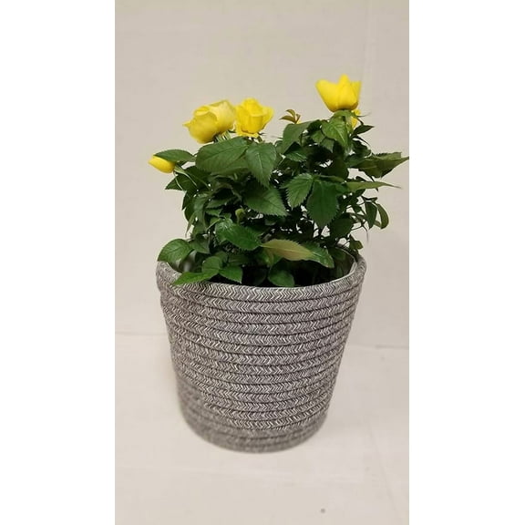 Live 6" Mini Yellow Rose Bush in Woven, Gray Pot