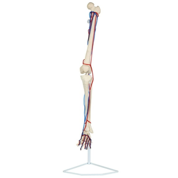 Axis Scientific Leg Skeleton with Vasculature Anatomy Model - Life-Size Human Leg Skeleton, Human anatomy system miniature, demonstration skill, educational model
