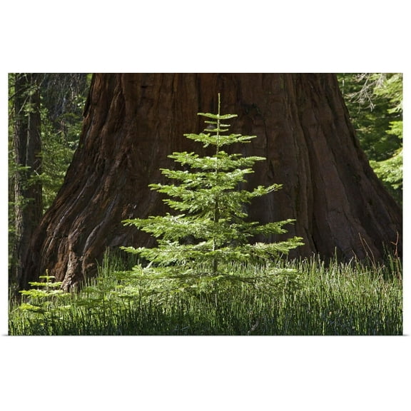 GBC | "Baby Redwood Tree in front of parent, Redwood Forest, Yosemite, California" Art Print - 36x24