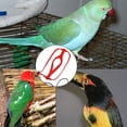 thumbnail image 2 of Harnais pour Perroquet de Compagnie, Design Léger et Beau, Harnais Volant Réglable, Poignée Ergonomique pour Perruches, Conures et Autres Oiseaux de Taille Moyenne, 2 of 5