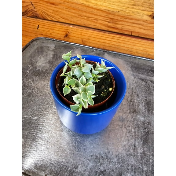 Dischidia Ruscifolia Variegated Million Hearts, 2" Plant The Plant Farm