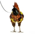 thumbnail image 4 of Chicken Harness Hen Size with 6ft Matching Leash – Adjustable, Resilient, Comfortable, Breathable, Large Size, Suitable for Chicken, 4 of 5