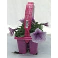 thumbnail image 2 of Expert Gardener 306 PK Multicolor Petunia Wave (1 pack) Grower pot, 2 of 8