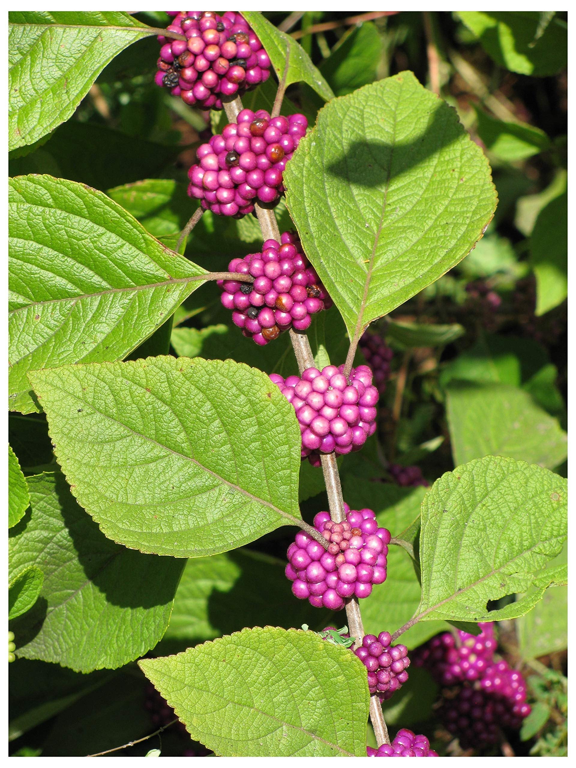 American Beautyberry  20 Live Plants  Callicarpa Americana  Bird Attracting Beautiful Berries and Foliage