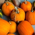 thumbnail image 4 of TomorrowSeeds - Jack O' Lantern Pumpkin Seeds - 60+ Count - For 2025 Planting Patch Pumpkins Field, 4 of 11