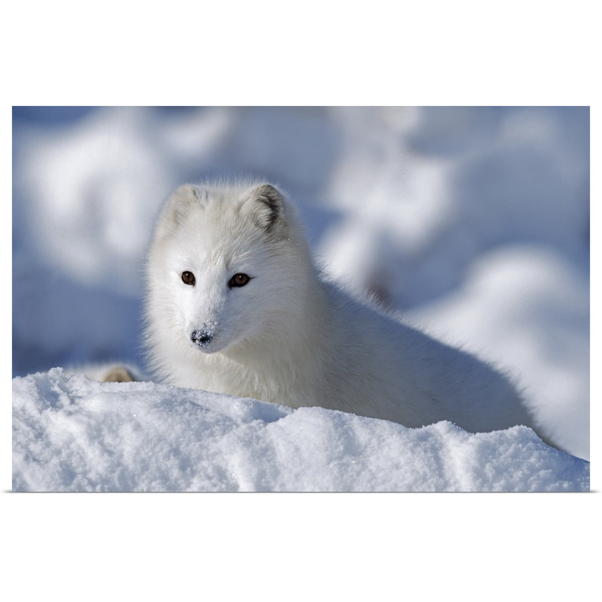 Arctic Fox Pictures To Print