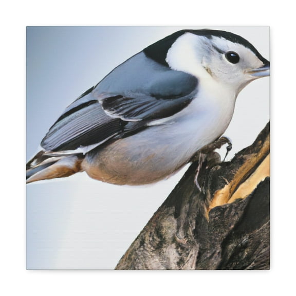 Nuthatch at Dawn. - Canvas