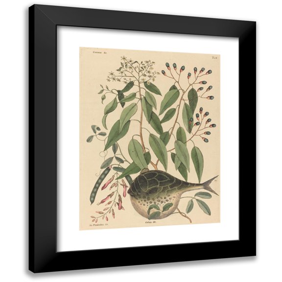 Mark Catesby 12x14 Black Modern Framed Museum Art Print Titled - The Globe Fish (Tetrodon Lagocephalus) (1731-1743)