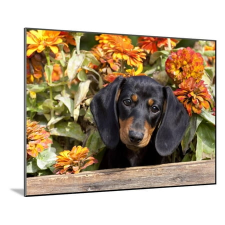 Mini Mounted Stone Smooth-Haired Mini Dachshund Puppy in Box Wood Mounted Print Wall Art By Lynn M. Stone ()