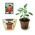 thumbnail image 1 of Easy to Grow Peppers All-in-One Indoor Seed Starter Kit - Includes Pepper Seeds, Coconut Fiber Pot, and Coconut Fiber Soil Disc by Sustainable Seed Company (CA Wonder), 1 of 4