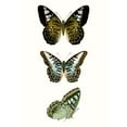thumbnail image 3 of Vision Studio 17x24 Black Modern Framed Museum Art Print Titled - Butterfly Specimen VI, 3 of 5