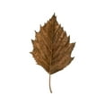 thumbnail image 2 of Popp, Grace 12x14 White Modern Wood Framed Museum Art Print Titled - Fall Leaf Study III, 2 of 4
