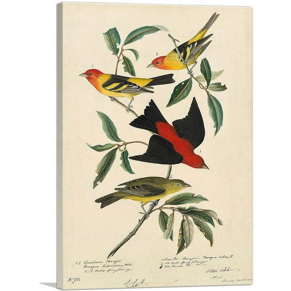 ARTCANVAS Louisiana Scarlet Tanager Canvas Art Print by John James Audubon - Size: 40" x 26" (1.50" Deep)