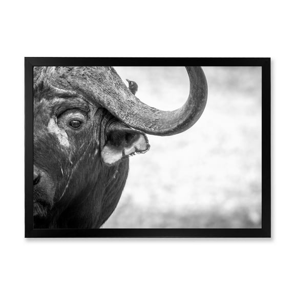 Designart 'Black and White Portrait Of Buffalo III' Farmhouse Framed Art Print