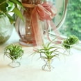 thumbnail image 3 of Paquete 5 Titular de la Planta Aire Titulares Plantas ExhibicióN Tillandsias Contenedor Purificadora Soporte Helecho Aire, Plateado, 3 of 5