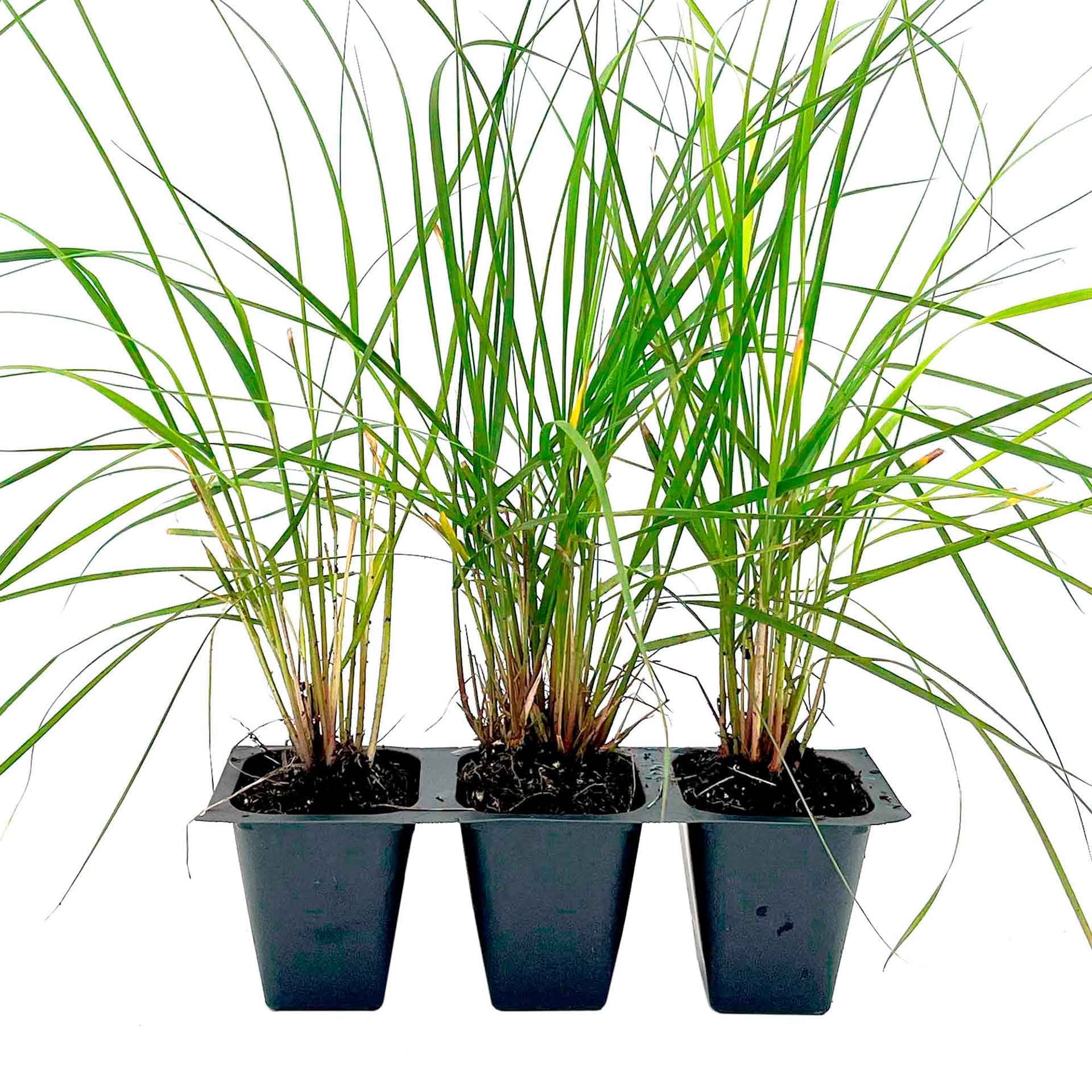 Dwarf Mondo Grass - 10 Live Plants - Shade Loving Evergreen Ground