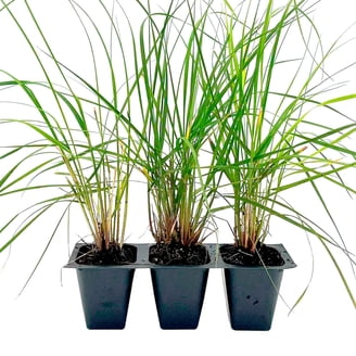 Dwarf Mondo Grass - 10 Live Plants - Shade Loving Evergreen Ground