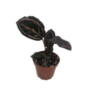 Calathea Rose Painted in 4” Pot