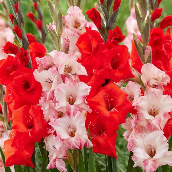 Cherry On Top Gladiolus Mix Flower Bulbs - 10 Gladioli Bulbs per Pack - Attracts Butterflies and Hummingbirds - Good as Cut Flowers - Grows Well in Containers