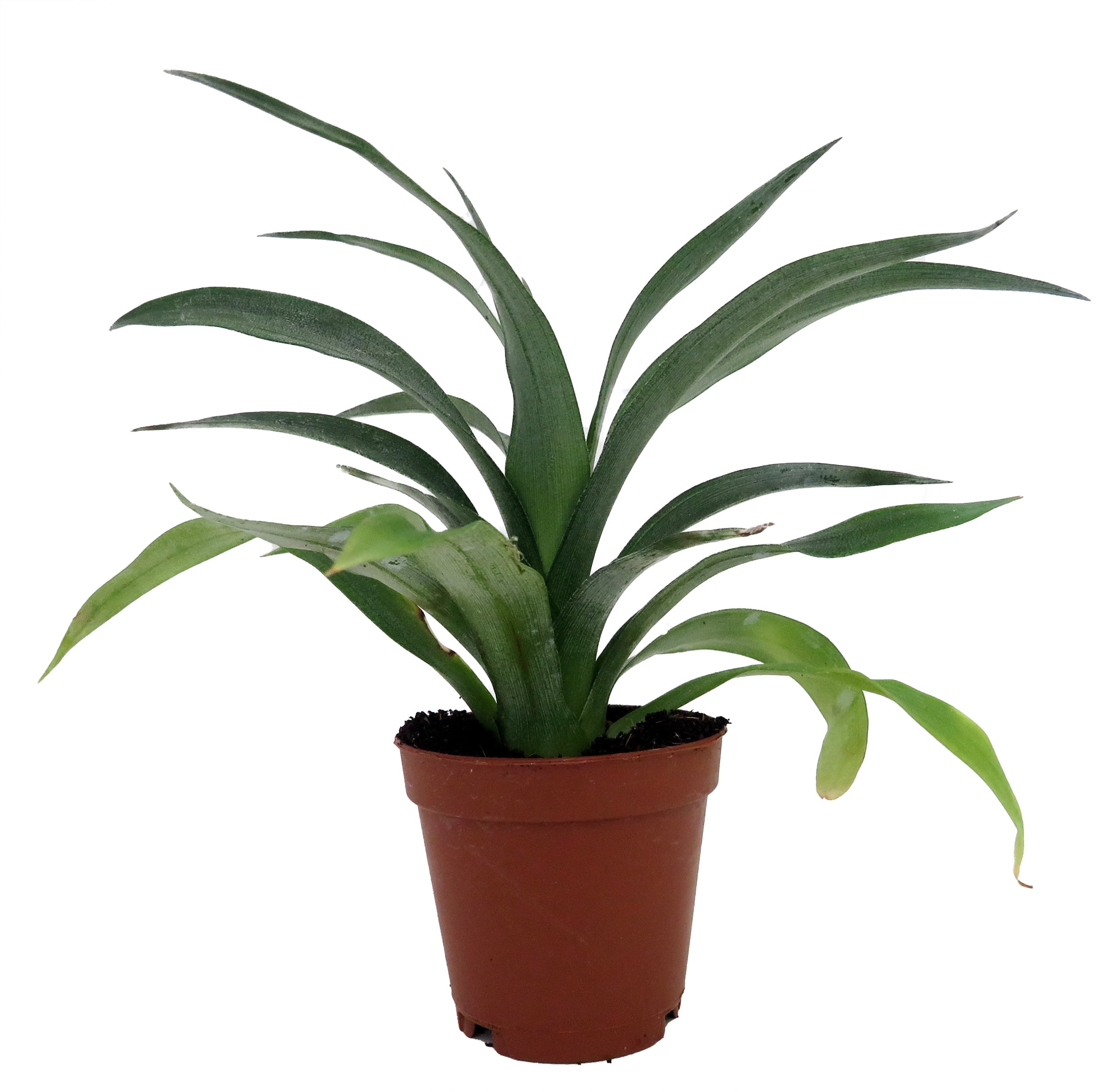 marble pothos Pothos 'Marble Queen' main image 1