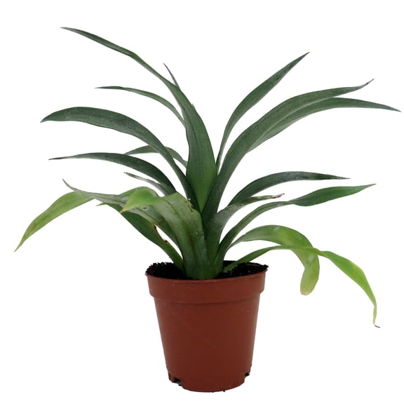 Fruiting Pineapple Plant - Ananas comosus - Great Indoors/Out - 2" Pot
