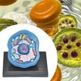 thumbnail image 6 of Kokiya Animal Cell Model Clearly Teaching Model for Display Classroom Study, 6 of 9