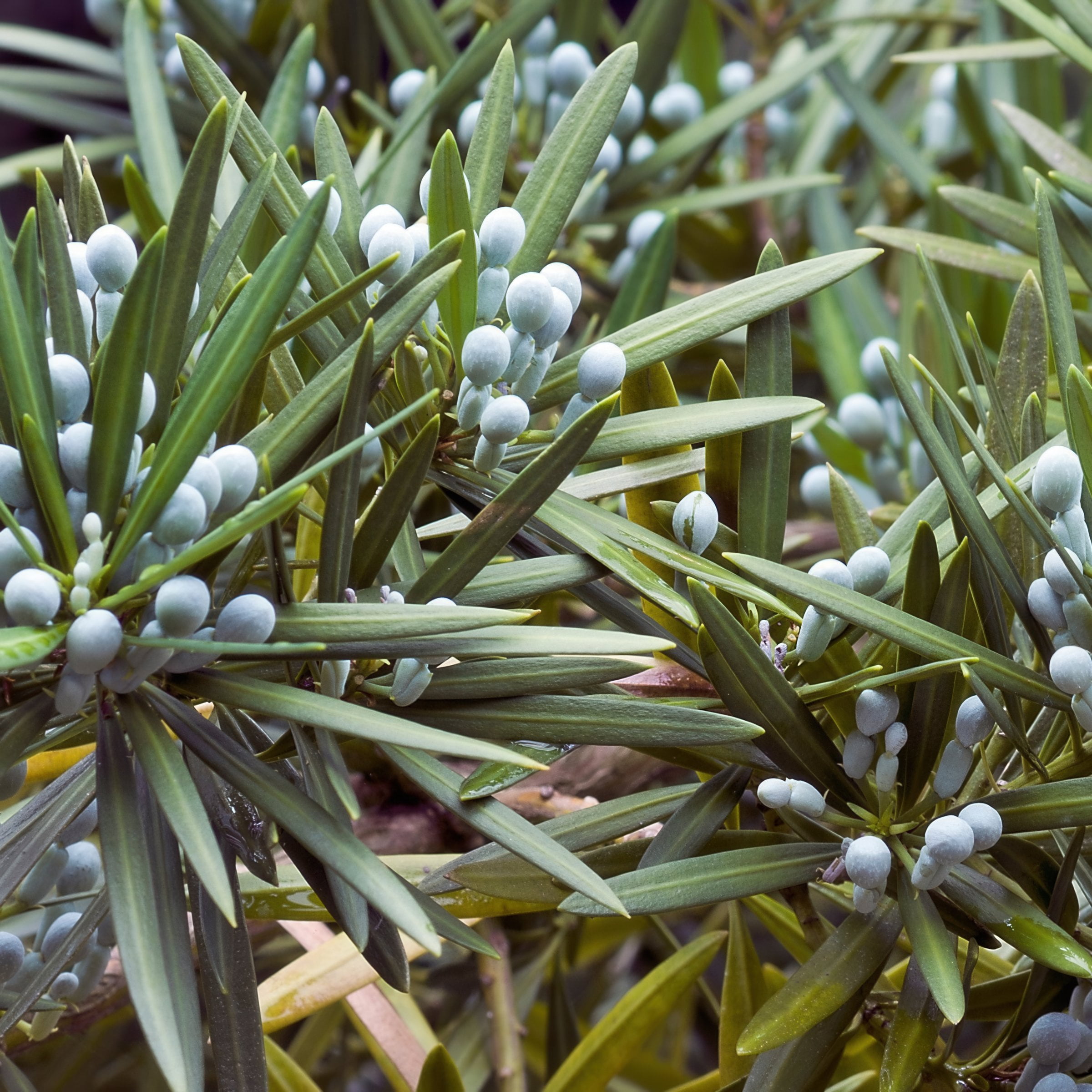 3 gal Yew Live Shrub with Partial Shade Conditions
