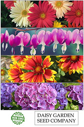 SummerRio 100pcs Rainbow Daisy Seeds Liuingstone Flower Seeds Hardy Perennial Ornamental Home Garden Seeds House