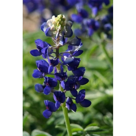 Lupine Texas Bluebonnet BULK 1,000 Seeds Nice Garden Flower