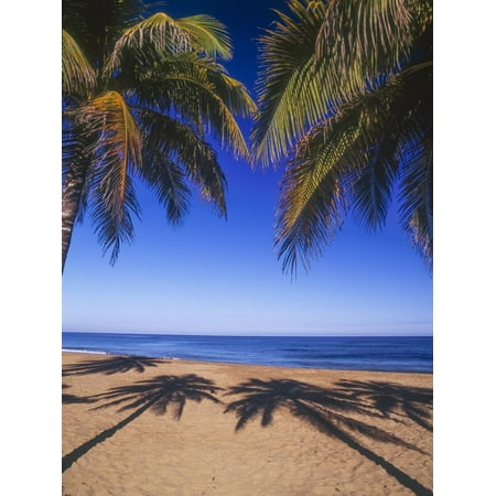 Beach of the Peak, Puerto Rico. Palm trees and their shadows on beach. Print Wall Art By Stuart