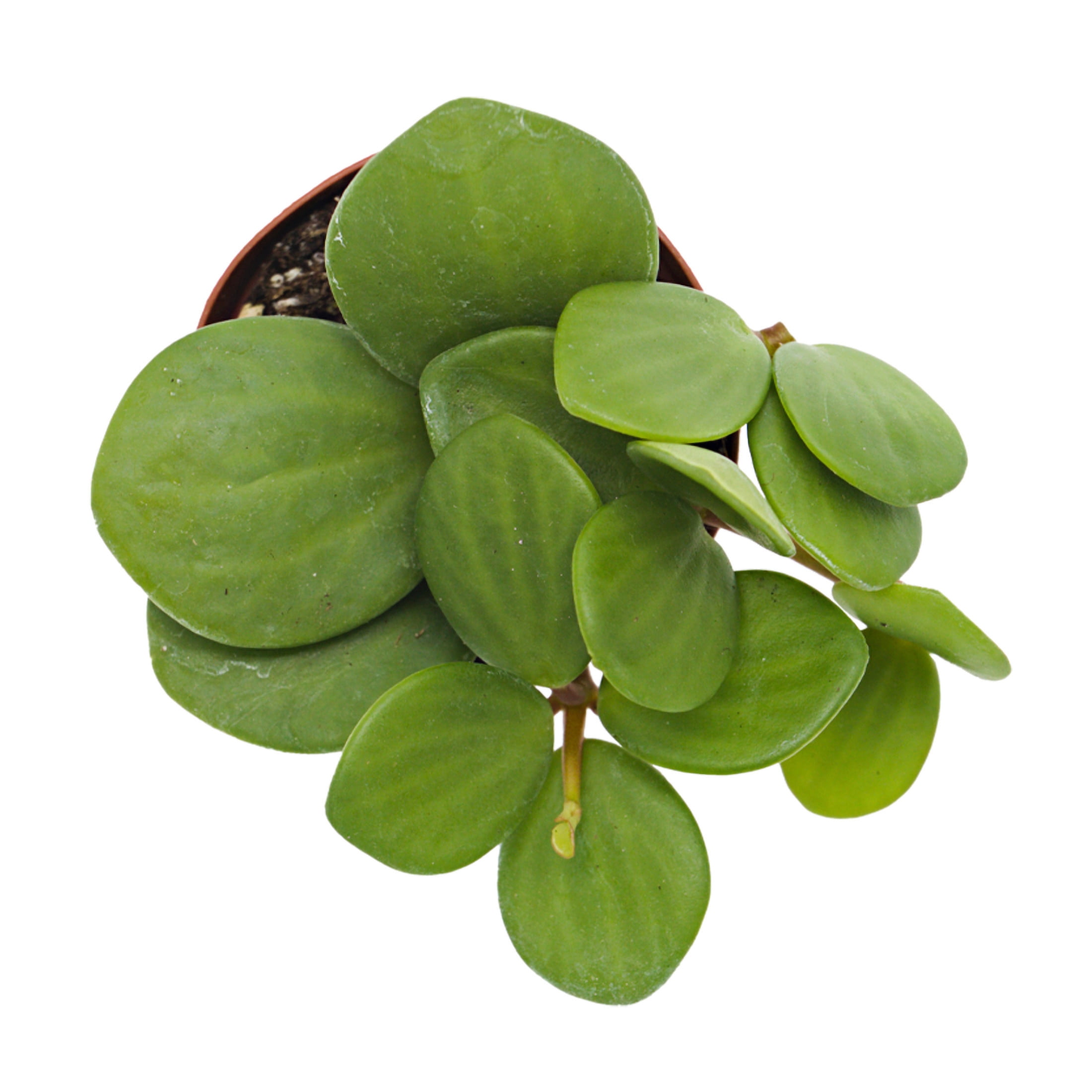 ReptiCulture Hope Peperomia Tropical 2" Pot 3 pk