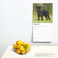 thumbnail image 5 of Miniature Schnauzers | 2025 12x24" (Hanging) Square Wall Calendar | BrownTrout, 5 of 9