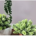 thumbnail image 6 of Artificial Plants Succulents Faux Succulents Decor Premium Crafting DIY Floral Decor for Home Garden Office Party 16 Pcs Set, 6 of 8