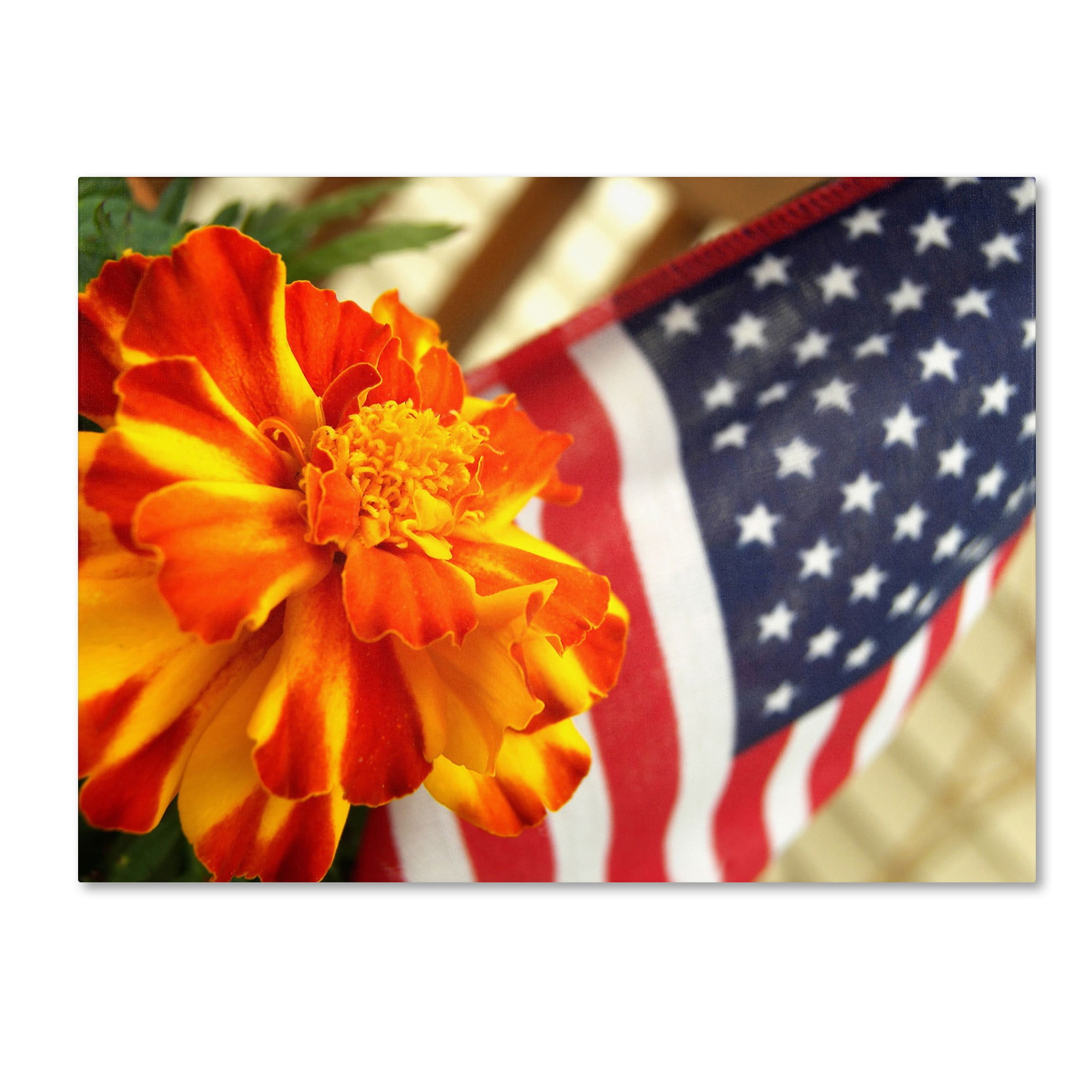 Trademark Fine Art "Grace in Honor" Canvas Art by Monica Fleet