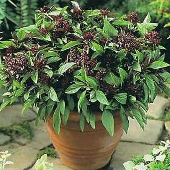 Basil Licorice Great Garden Herb By Seed Kingdom 1/4 Lb Seeds