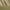 Green, variant on SAFAVIEH Natural Fiber Aspen Striped Sisal Area Rug, Tan, 4' x 6'