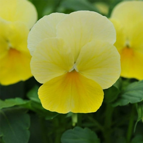 Sorbet Series viola Lemon Chiffon ~25 seeds | Non-GMO, Heirloom Flower Seeds for Pots, Borders, Containers | Early Blooming, Cold Hardy Annuals for Spring & Fall Color