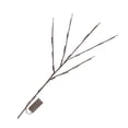 thumbnail image 1 of Advancent Tree Branches 20 LED Light Living Room Lamp String Decoración de Año Nuevo Powered Home Decor Warm White Silver Iluminación y accesorios Rosa Advancent HA011028-03, 1 of 6