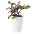 thumbnail image 3 of Maceta de riego automático para flores, macetas para plántulas, macetas para viveros, macetas para plantas de interior. Ronda, 3 of 7