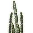 thumbnail image 6 of Nearly Natural 27.5" Decorative Cactus Garden Artificial Plant with Cement Planter, Green, 6 of 7
