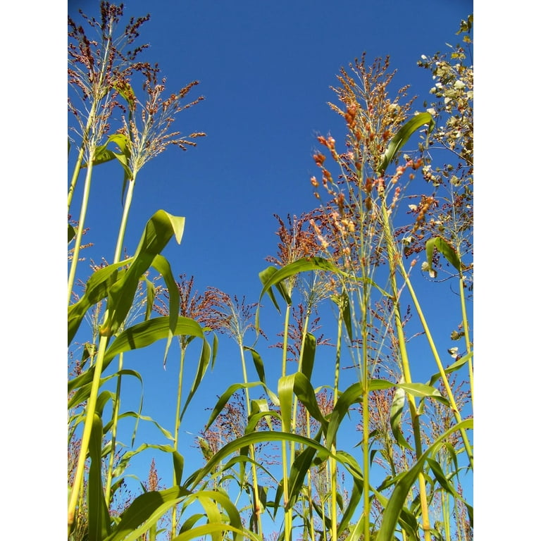 24+ Sorghum Plants That Look Like Corn