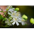 thumbnail image 3 of Clematis Fargesioides Summer Snow - 2 Live Starter Plants in 2 Inch Growers Pots - Starter Plants Ready for The Garden - Rare Clematis for Collectors, 3 of 6