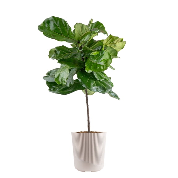 Costa Farms 40" Tall Fiddle Leaf Fig, Live House Plants in 10" Décor Pot