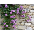 thumbnail image 2 of Seedville 5 Purple Climbing Rose Flower Seeds, Fragrant Rosa Bush Vine for Butterfly Gardens, 2 of 8