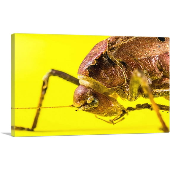 ARTCANVAS Grasshopper On Yellow Flower Home decor Canvas Art Print - Size: 26" x 18" (0.75" Deep)