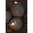 thumbnail image 4 of 300 BLACK SPANISH ROUND Hot Spicy European Raphanus Sativus Root Vegetable Seeds, 4 of 4