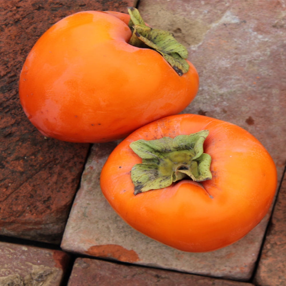 Expert Gardener 1-2' American Persimmon Live Trees with 1 gal. Grower Pot