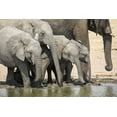 thumbnail image 2 of Kaveney, Wendy 32x23 White Modern Wood Framed Museum Art Print Titled - Namibia, Etosha NP Elephants drinking, 2 of 4